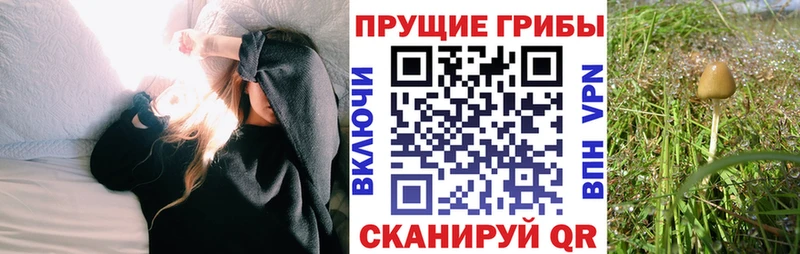 дарк нет клад  Ангарск  Галлюциногенные грибы Cubensis  MEGA сайт 